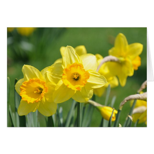 Daffodils (Voorkant Horizontaal)