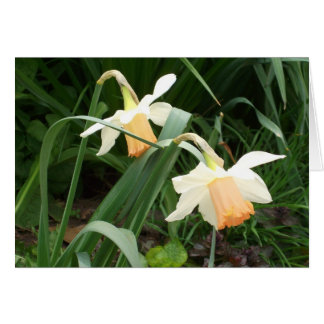 Daffodils
