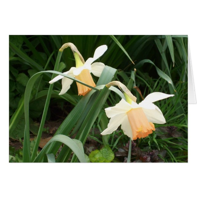 Daffodils (Voorkant Horizontaal)