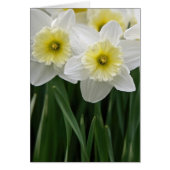 Daffodils (Voorkant)