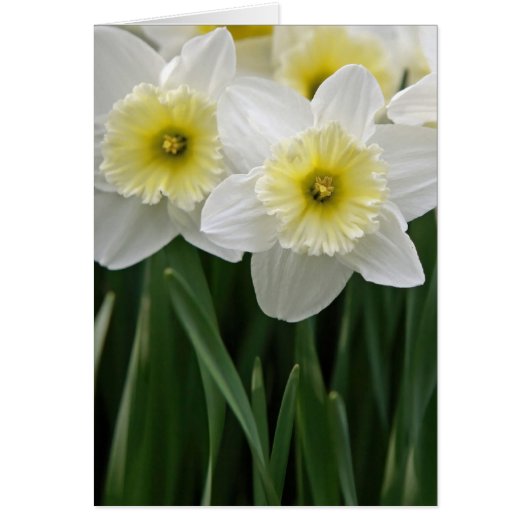 Daffodils (Voorkant)