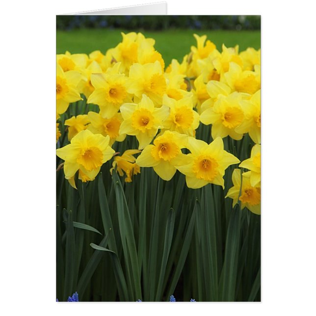 Daffodils (Voorkant)