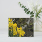 Daffodils 01 briefkaart (Staand voorkant)