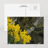Daffodils 01 briefkaart (Voorkant / Achterkant)