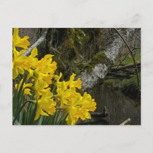 Daffodils 01 briefkaart (Voorkant)