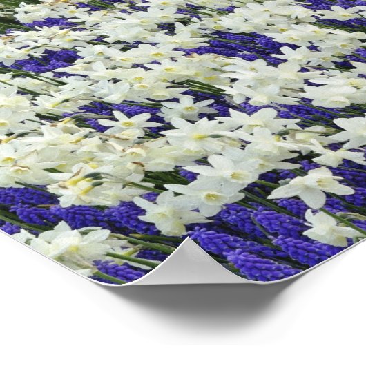 Daffodils and Grape Hyacinth, Keukenhof 2 Poster (Hoek)