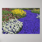 Daffodils and Grape Hyacinth, Keukenhof 2 Poster (Voorkant)