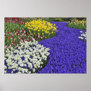 Daffodils and Grape Hyacinth, Keukenhof 2 Poster