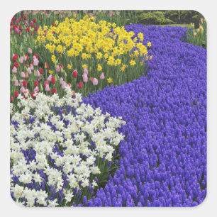 Daffodils and Grape Hyacinth, Keukenhof 2 Vierkante Sticker