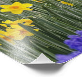 Daffodils and Grape Hyacinth, Keukenhof 3 Foto Afdruk (Hoek)