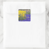 Daffodils and Grape Hyacinth, Keukenhof 3 Vierkante Sticker (Tas)