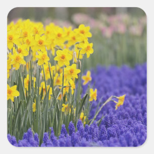Daffodils and Grape Hyacinth, Keukenhof 3 Vierkante Sticker
