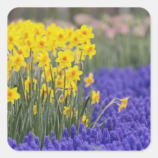 Daffodils and Grape Hyacinth, Keukenhof 3 Vierkante Sticker (Voorkant)