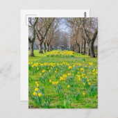 Daffodils bij Greenwich, Briefkaart van het Vereni (Voorkant / Achterkant)