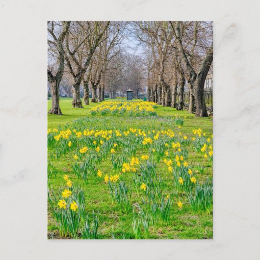 Daffodils bij Greenwich, Briefkaart van het Vereni (Voorkant)