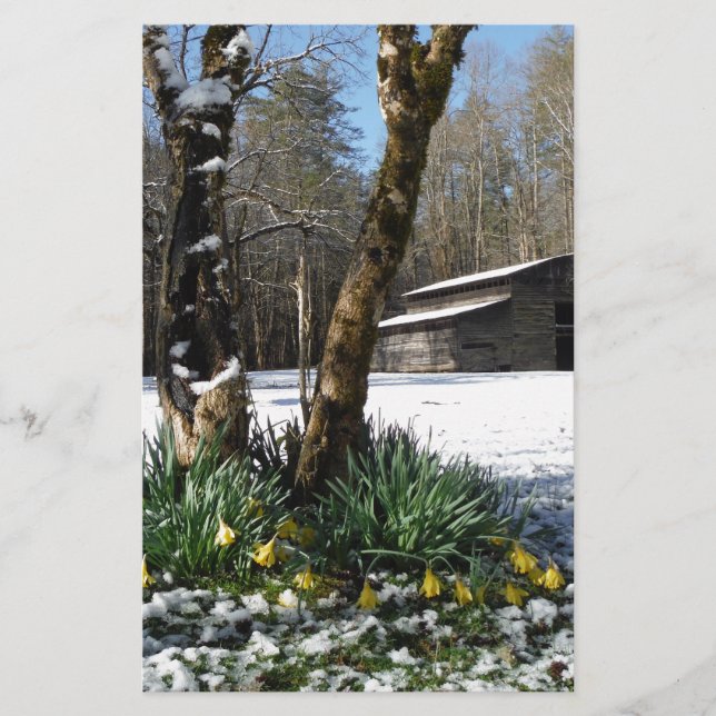 Daffodils bloemen in de sneeuw (Voorkant)