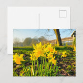 Daffodils Briefkaart (Voorkant / Achterkant)