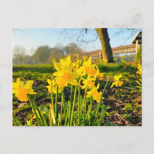 Daffodils Briefkaart (Voorkant)