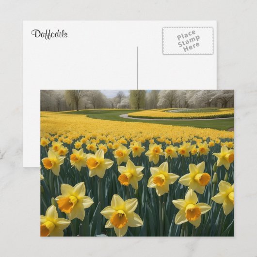 Daffodils Briefkaart (Voorkant / Achterkant)