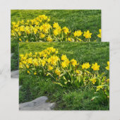 Daffodils Briefkaart (Voorkant / Achterkant)