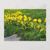 Daffodils Briefkaart (Achterkant)