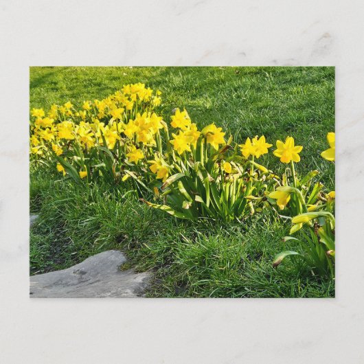 Daffodils Briefkaart (Voorkant)