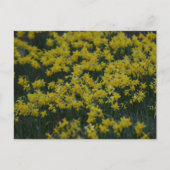 Daffodils  briefkaart (Voorkant)
