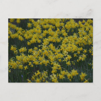 Daffodils  briefkaart