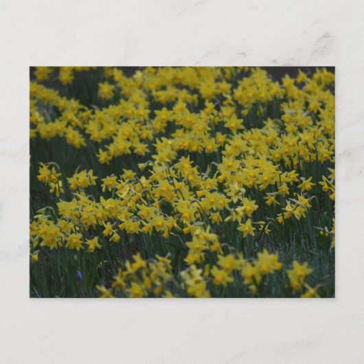 Daffodils  briefkaart (Voorkant)