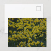 Daffodils  briefkaart (Voorkant / Achterkant)