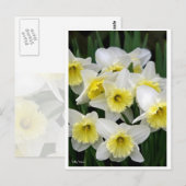 Daffodils Briefkaart (Voorkant / Achterkant)