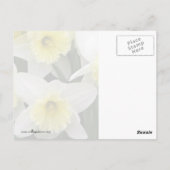 Daffodils Briefkaart (Achterkant)