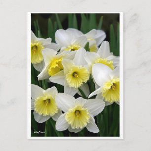 Daffodils Briefkaart