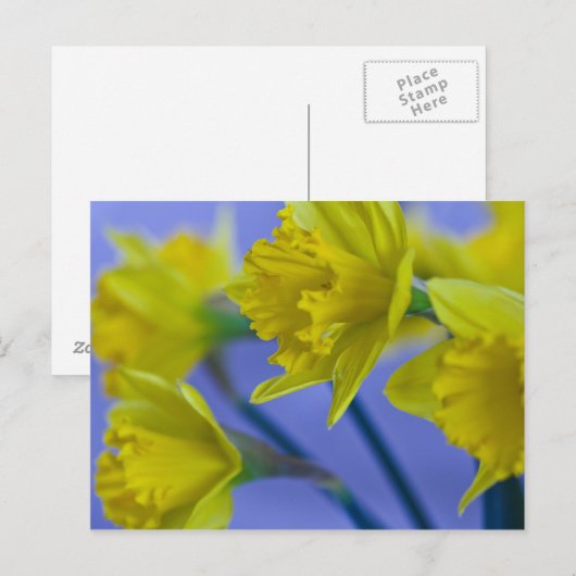 Daffodils Briefkaart (Voorkant / Achterkant)