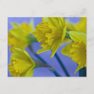 Daffodils Briefkaart