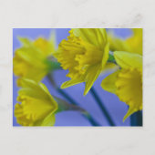 Daffodils Briefkaart (Voorkant)