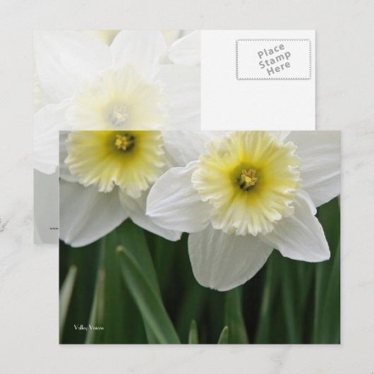 Daffodils Briefkaart (Voorkant / Achterkant)