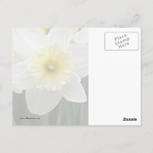 Daffodils Briefkaart (Achterkant)