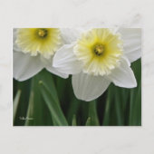 Daffodils Briefkaart (Voorkant)