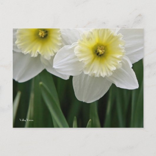 Daffodils Briefkaart (Voorkant)