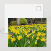 Daffodils Briefkaart (Voorkant / Achterkant)