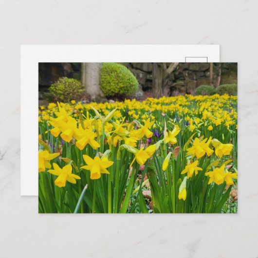 Daffodils Briefkaart (Voorkant / Achterkant)