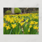 Daffodils Briefkaart (Voorkant)