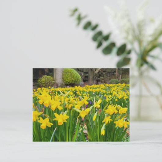 Daffodils Briefkaart (Staand voorkant)