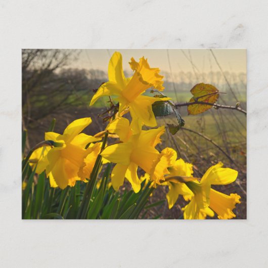 Daffodils Briefkaart (Voorkant)