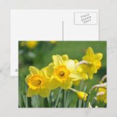 Daffodils Briefkaart (Voorkant / Achterkant)