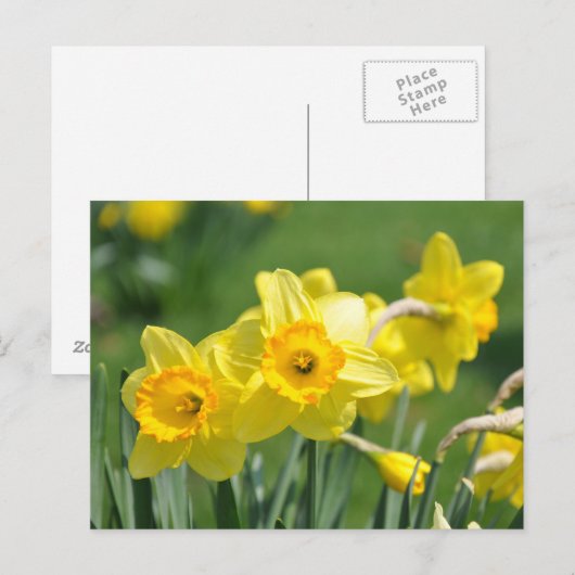 Daffodils Briefkaart (Voorkant / Achterkant)