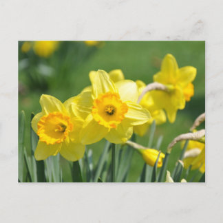 Daffodils Briefkaart