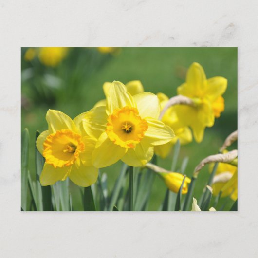 Daffodils Briefkaart (Voorkant)