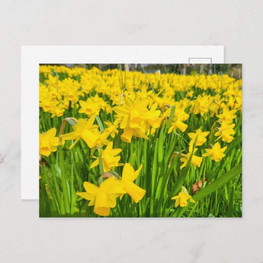 Daffodils Briefkaart (Voorkant / Achterkant)